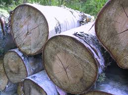 Birch Logs