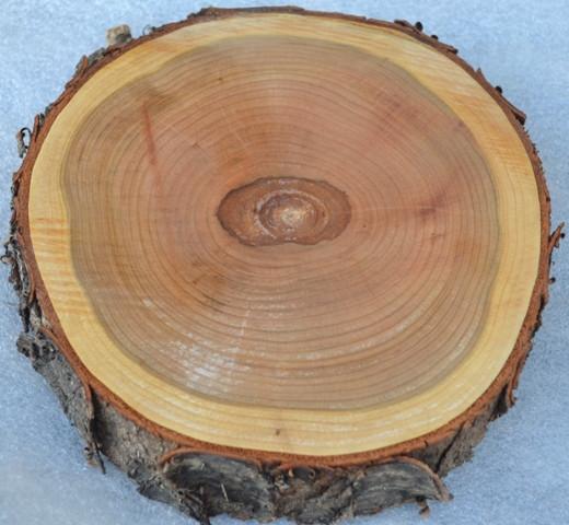 Black Cherry Log