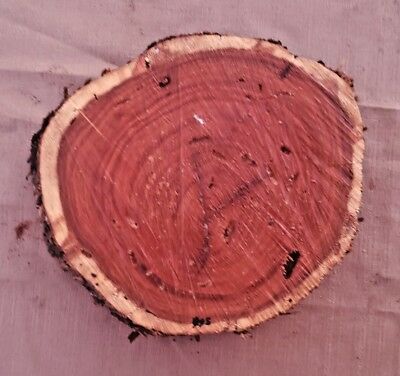 Black Walnut Log