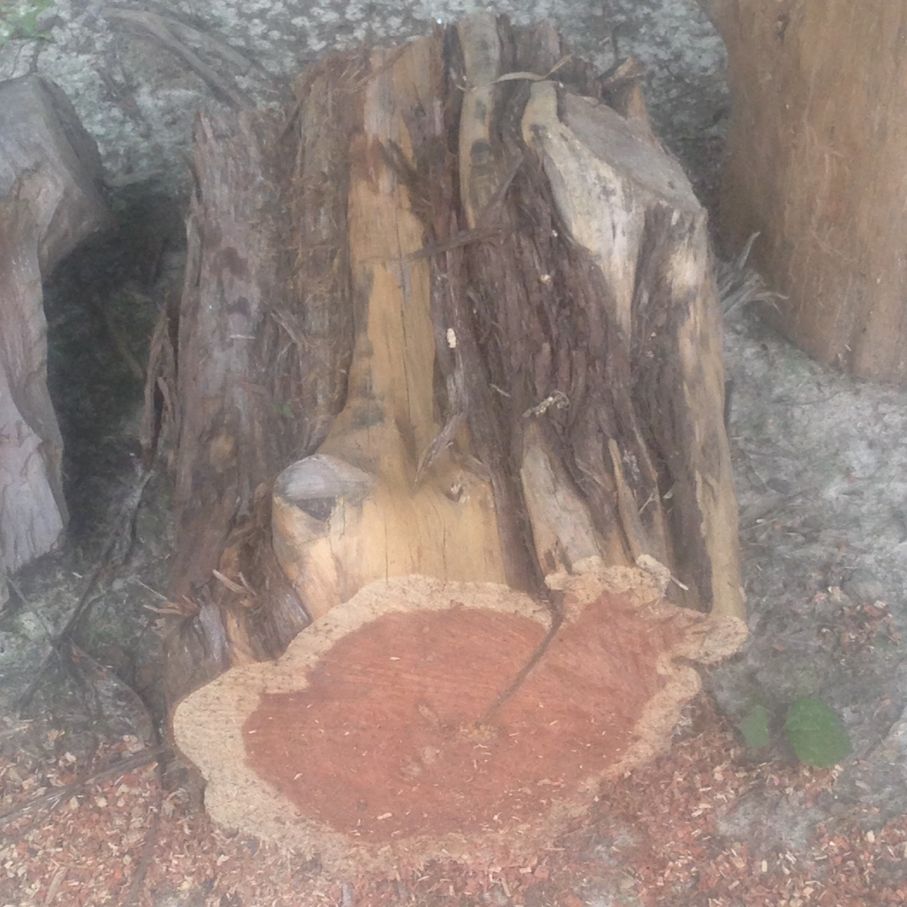 Cedar Log