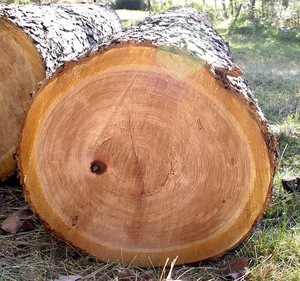 Cherry Log