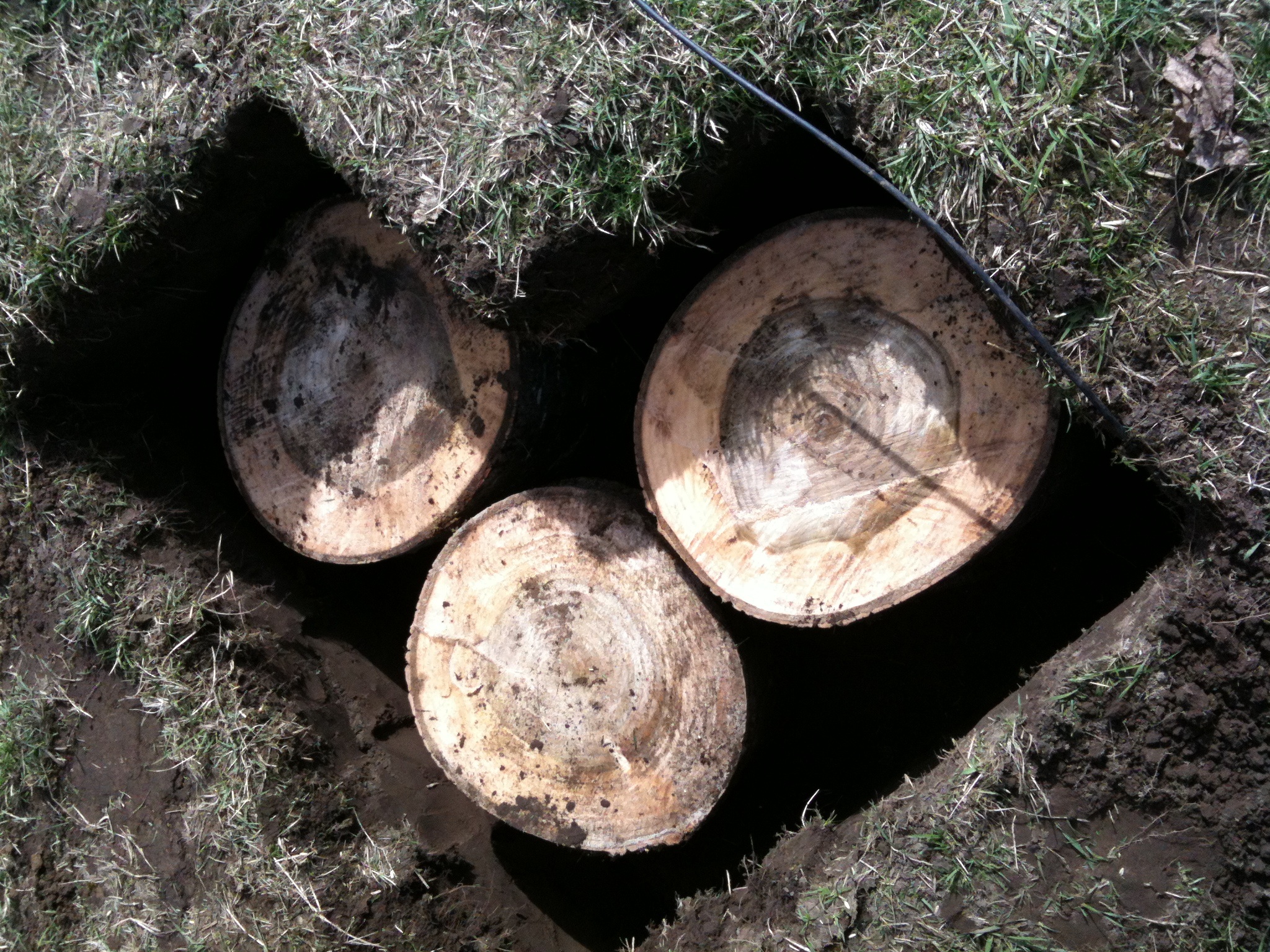 Cottonwood Log