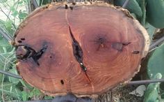 Mesquite Log