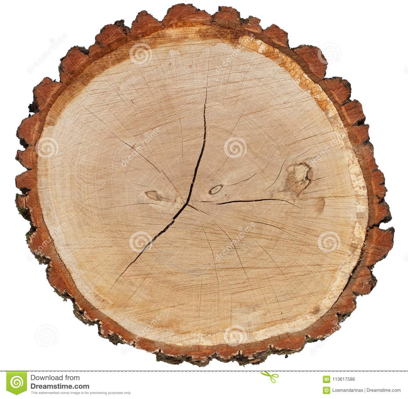Oak Log