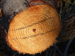 Orange Log