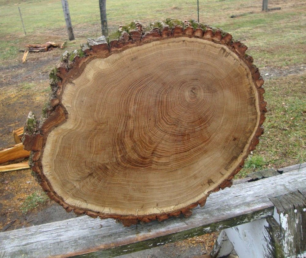 Red Oak Log